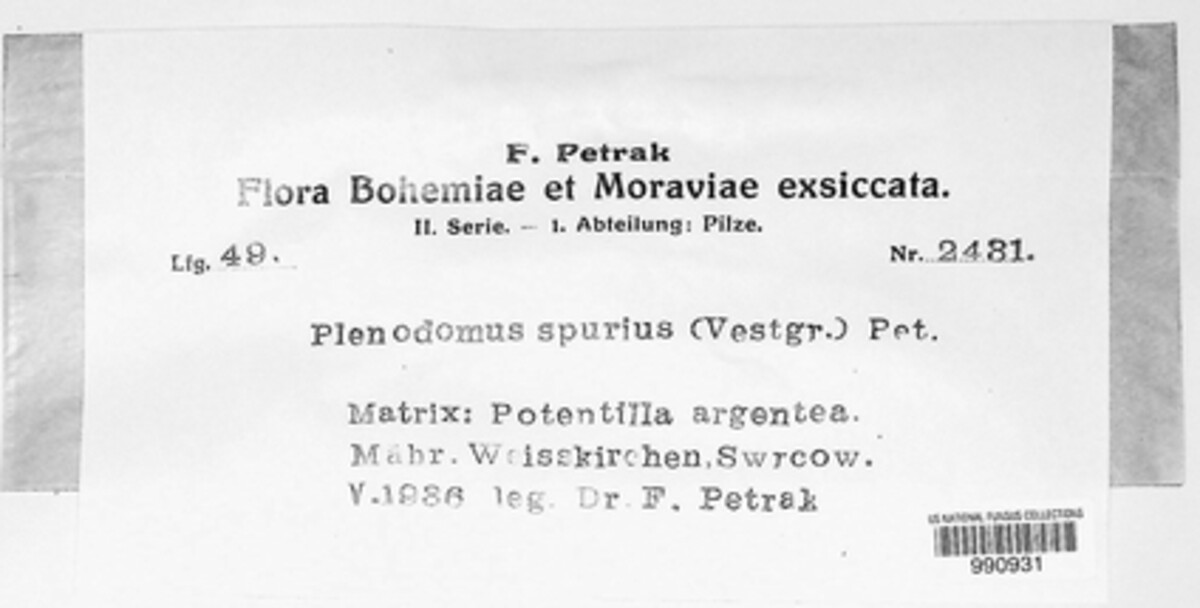 Paradiscula spuria image